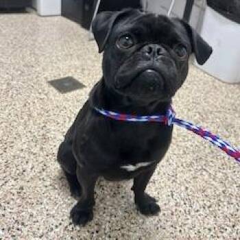 Dog 10/22/2026 -  Pug and Mixed Breed Dog for Adoption in Bullhead City, Arizona - Dog 10/22/2026 | PetCurious