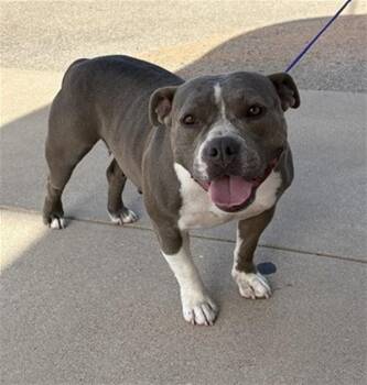 PRECIOUS -  Pit Bull Terrier and Mixed Breed Dog for Adoption in Killeen, Texas - PRECIOUS | PetCurious