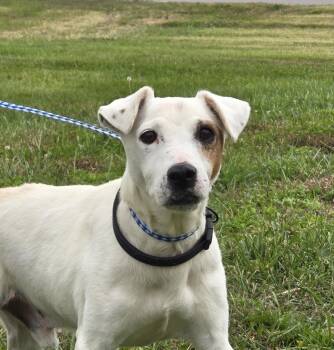 Rescue Jack Russell Terrier Dogs for Adoption in Evansville, Indiana - Charlie-boy | PetCurious