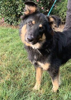 Rescue German Shepherd Dog Dogs for Adoption in Centreville, Virginia - Jet 7264 | PetCurious