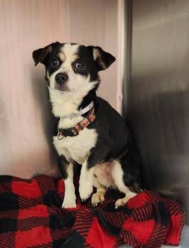 Chihuahua and Mixed Breed Dogs Available for Adoption in Houston, Texas - DIEGO | PetCurious
