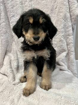 Golden Retriever and Standard Poodle Dogs Available for Adoption in Orange, California - Piper | PetCurious