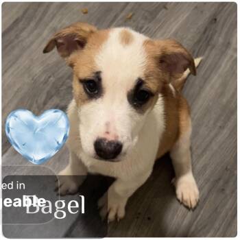 Bagel -  Alaskan Malamute and Mountain Dog Dog for Adoption in Muncie, Indiana - Bagel | PetCurious