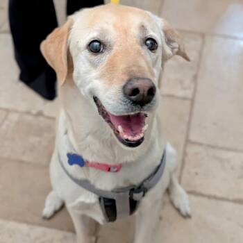 Yellow Labrador Retriever Dogs Available for Adoption - Jazzy | PetCurious