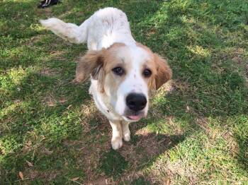 Great Pyrenees Dogs Available for Adoption - Edith | PetCurious