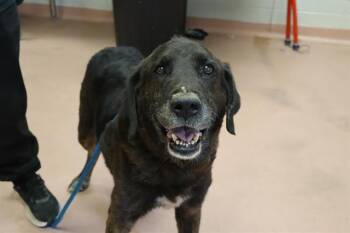 ELMER -  Mixed Breed Dog Available for Adoption in Columbia, South Carolina - ELMER | PetCurious