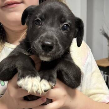 Tamagotchi -  Mixed Breed Dog for Adoption in Rockville, Maryland - Tamagotchi | PetCurious