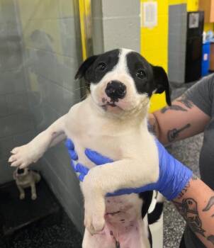 Mixed Breed Dogs Available for Adoption in Jackson, Tennessee - Sleepy | PetCurious