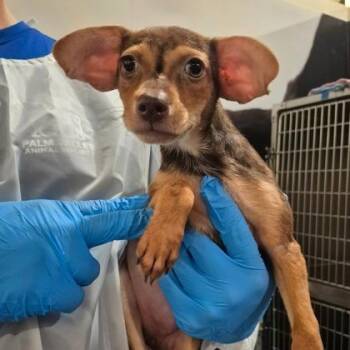 Gilly -  Doberman Pinscher and Mixed Breed Dog for Adoption in Morton Grove, Illinois - Gilly | PetCurious