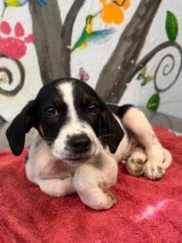 Daryl 26 -  Hound Dog Available for Adoption in Brookhaven, Mississippi - Daryl 26 | PetCurious
