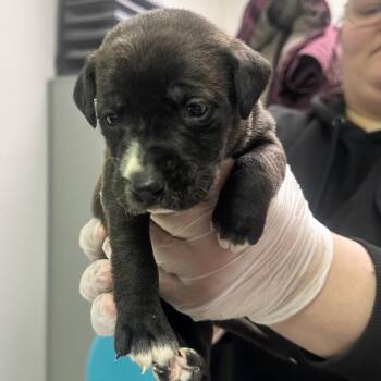 Mixed Breed Dogs Available for Adoption - Trinity Santos | PetCurious