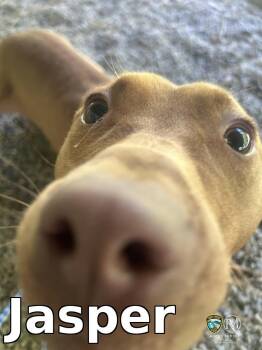 Pit Bull Terrier Dogs Available for Adoption in Rocky Mount, North Carolina - Jasper | PetCurious