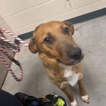 Lemon Meringue -  Border Collie and Mixed Breed Dog for Adoption in Reno, Nevada - Lemon Meringue | PetCurious