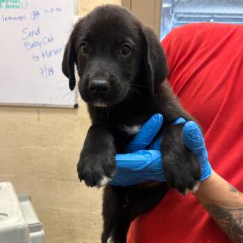 Miller -  Terrier Dog for Adoption in Birmingham, Alabama - Miller | PetCurious