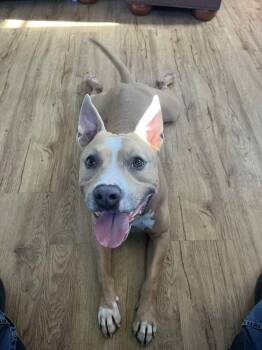 Pit Bull Terrier Dogs Available for Adoption - Petey | PetCurious