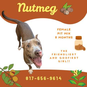 Rescue American Staffordshire Terrier Dogs for Adoption in Watauga, Texas - Nutmeg | PetCurious