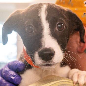 Mixed Breed Dogs Available for Adoption in Kennebunk, Maine - Granola *Avail By Appt* | PetCurious