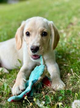 Beagle and Labrador Retriever Dogs Available for Adoption in Trenton, New Jersey - Squishy | PetCurious