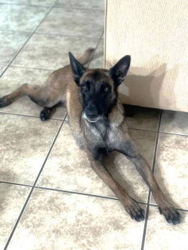 Rescue Belgian Shepherd Malinois Dogs for Adoption in San Diego, California - Kona - Courtesy Post | PetCurious