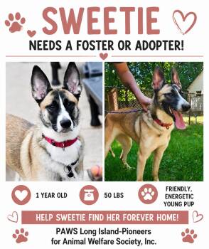 SWEETIE -  German Shepherd Dog Dog for Adoption in Huntington, New York - SWEETIE | PetCurious