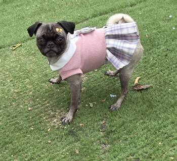 Nishe -  Pug Dog for Adoption in Fallbrook, California - Nishe | PetCurious