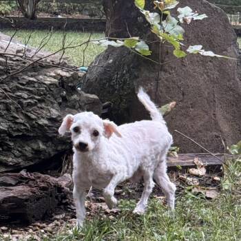 CHICO -  Maltese Dog for Adoption in Chicopee, Massachusetts - CHICO | PetCurious