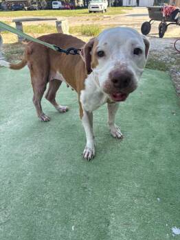 Judith -  American Bulldog Dog for Adoption in Lakeland, Florida - Judith | PetCurious