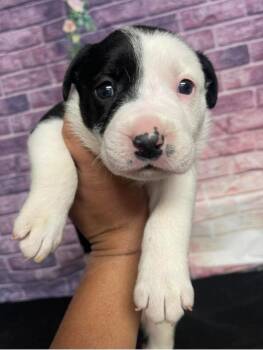 American Bulldog Dogs Available for Adoption in Sedalia, Colorado - Jagger | PetCurious