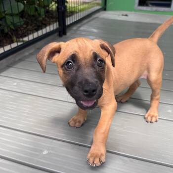 Lakewood -  Pit Bull Terrier and Retriever Dog for Adoption in Bradenton, Florida - Lakewood | PetCurious