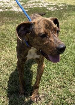 SWANN -  American Staffordshire Terrier Dog for Adoption in Chester, South Carolina - SWANN | PetCurious