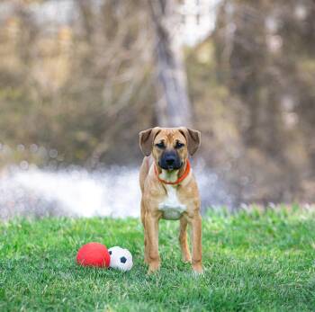 Shepherd Dogs Available for Adoption in Coatesville, Pennsylvania - Trudy | PetCurious