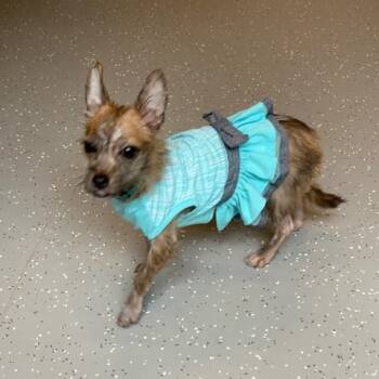 Rescue Wire Fox Terrier and Mixed Breed Dogs for Adoption in Austin, Texas - Amy From Work | PetCurious