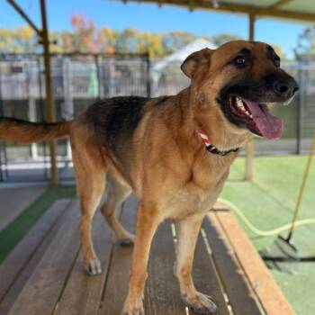 Milo -  German Shepherd Dog Dog for Adoption - Milo | PetCurious