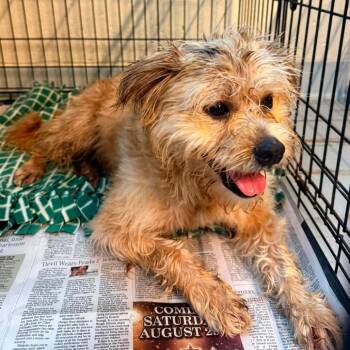 Fritz Stray Hold 8/22 -  Mixed Breed Dog for Adoption in Huntington, West Virginia - Fritz Stray Hold 8/22 | PetCurious