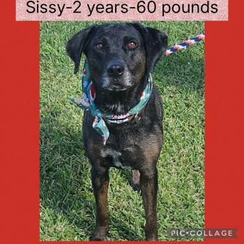 Mixed Breed Dogs Available for Adoption - Sissy | PetCurious