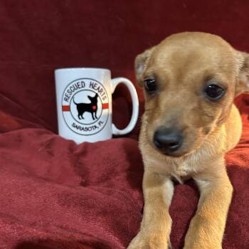 Chihuahua and Dachshund Dogs Available for Adoption - Billy | PetCurious