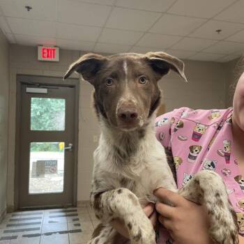 Ziggy -  German Shorthaired Pointer Dog for Adoption in Birmingham, Alabama - Ziggy | PetCurious
