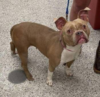 Pit Bull Terrier and Mixed Breed Dogs Available for Adoption in Kansas City, Missouri - Peppa Pig | PetCurious