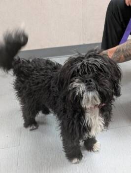 SANSA -  Maltese and Shih Tzu Dog for Adoption in San Bernardino, California - SANSA | PetCurious