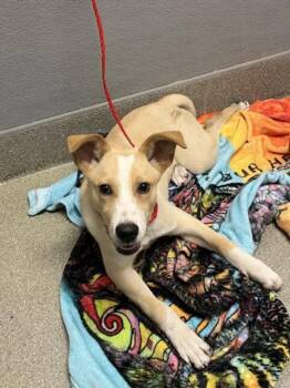 Rescue Labrador Retriever Dogs for Adoption in Las Vegas, Nevada - MOUNTAIN DEW | PetCurious