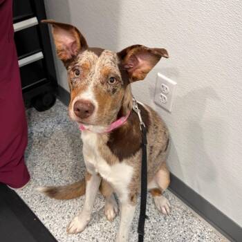 Dumpling -  Mixed Breed Dog for Adoption in Scituate, Massachusetts - Dumpling | PetCurious
