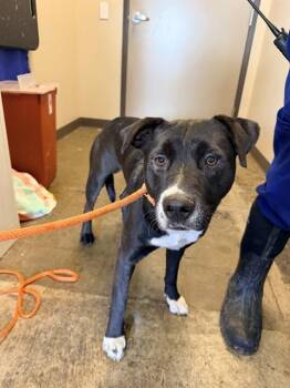 TOMMY -  Pit Bull Terrier and Mixed Breed Dog for Adoption in Ontario, California - TOMMY | PetCurious