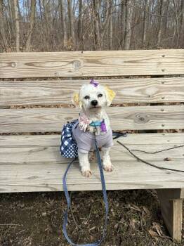 Bichon Frise Dogs Available for Adoption in Mukwonago, Wisconsin - Bit O Honey | PetCurious