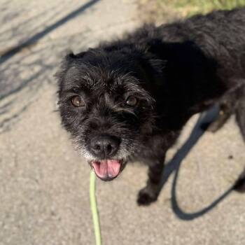 Rescue Mixed Breed Dogs for Adoption in Alma, Michigan - Jillian | PetCurious