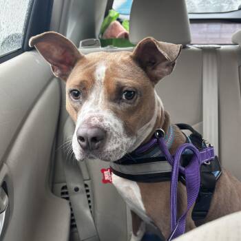 Pit Bull Terrier Dogs Available for Adoption - Bridget | PetCurious