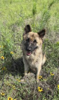 Chester -  German Shepherd Dog Dog for Adoption in Sadler, Texas - Chester | PetCurious