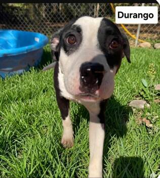 Durango Dixon -  Pit Bull Terrier Dog for Adoption in Rockaway, New Jersey - Durango Dixon | PetCurious