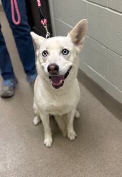 Rescue Husky Dogs for Adoption in Springfield, Ohio - Christine | PetCurious