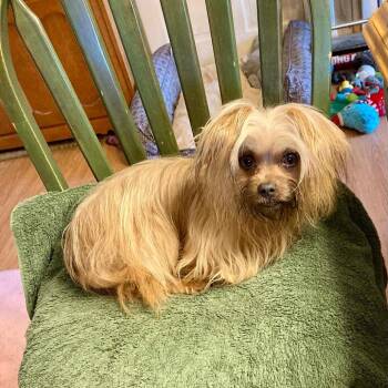 Shih Tzu Dogs Available for Adoption in Phoenix, Maryland - Munchy | PetCurious