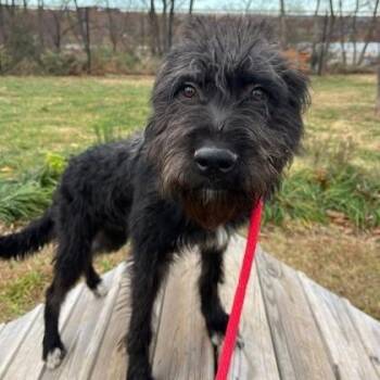 Rescue Poodle Dogs for Adoption in Arlington, Virginia - Sendai (Stormy) | PetCurious